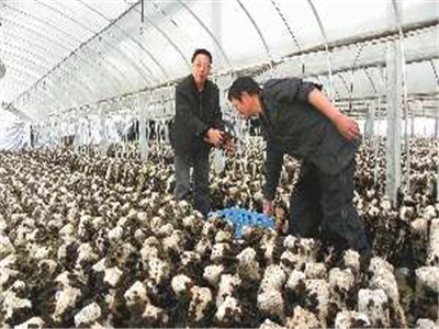 食用菌的遺傳、育種和栽培